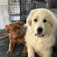 Knox Pet Clinic ico