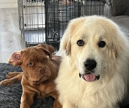 Knox Pet Clinic