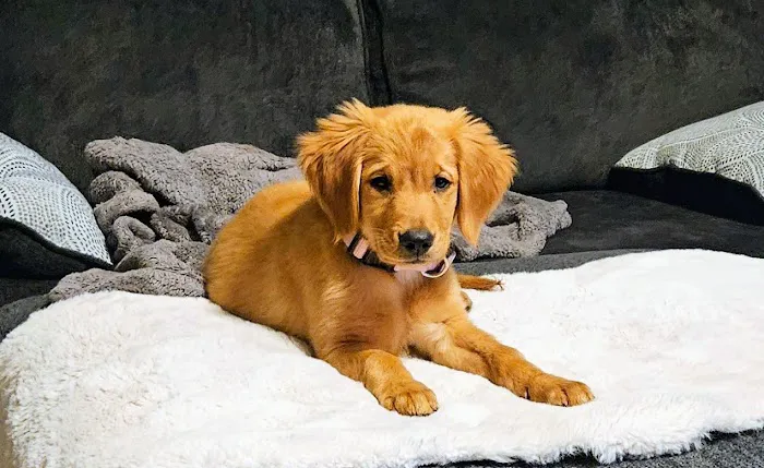 Knox Pet Clinic Picture 5
