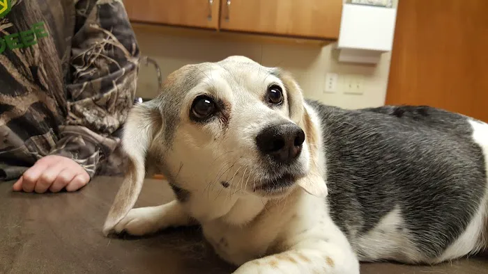 Evansville Veterinary Service Picture 5