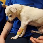 Evansville Veterinary Service