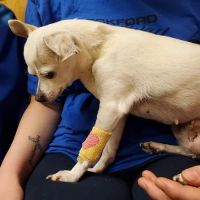 Evansville Veterinary Service ico