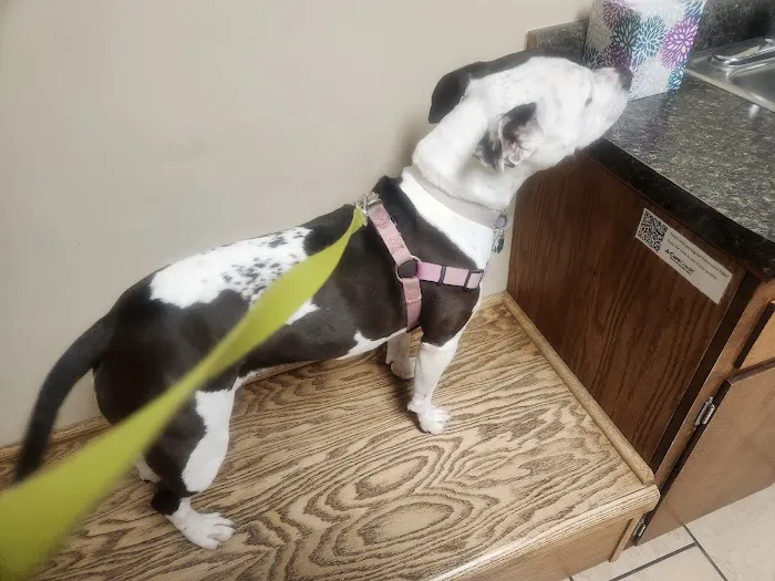 Madison Road Veterinary Clinic Picture 2