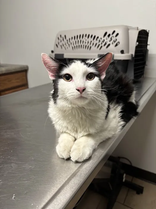 Madison Road Veterinary Clinic Picture 7