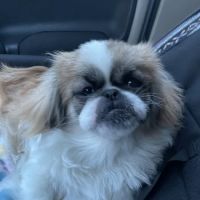 Blackhawk Veterinary Hospital ico