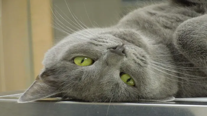 Blackhawk Veterinary Hospital Picture 8