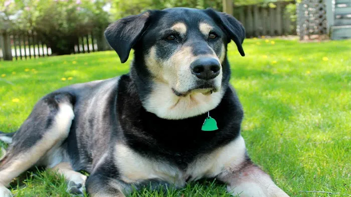 Blackhawk Veterinary Hospital Picture 10