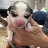 Lyons Veterinary Service ico