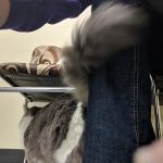 Creature Comforts House Call Veterinary Service