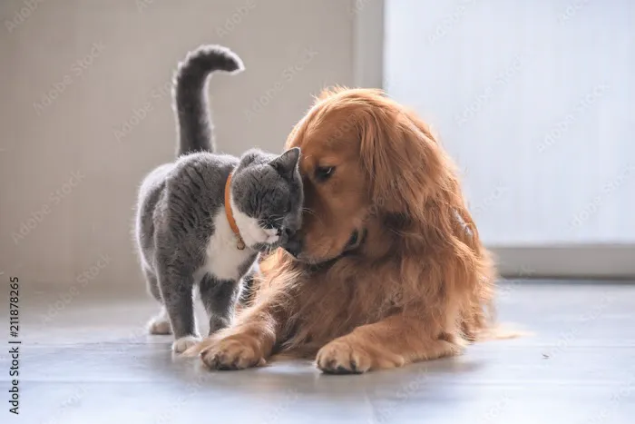Creature Comforts House Call Veterinary Service Picture 3
