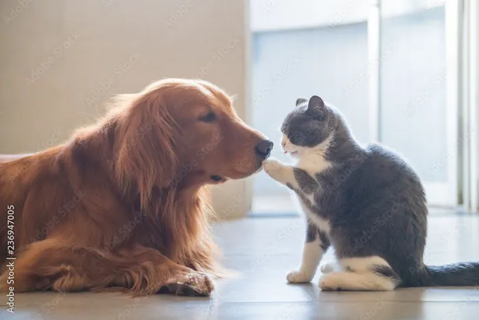 Creature Comforts House Call Veterinary Service Picture 4