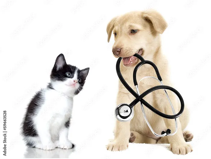 Creature Comforts House Call Veterinary Service Picture 8