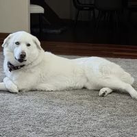 Brentwood Animal Campus ico