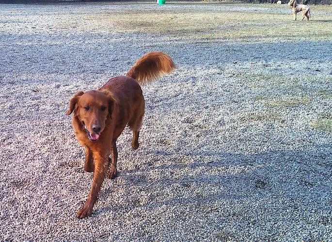 Brentwood Animal Campus Picture 2