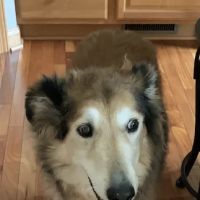 Franklin Veterinary Clinic ico