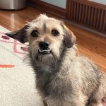 BluePearl Pet Hospital