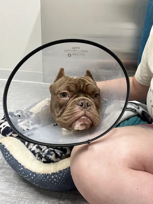 BluePearl Pet Hospital Picture 9