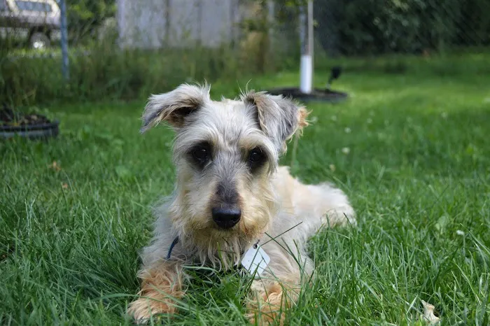 BluePearl Pet Hospital Picture 10