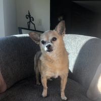Muskego Animal Hospital ico