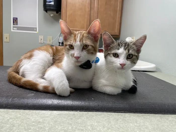 Bay View Veterinary Clinic Picture 7