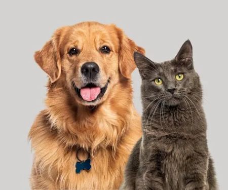 O'Neill Family Veterinary Clinic