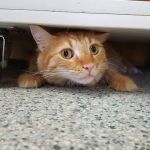 Caledonia Veterinary Clinic