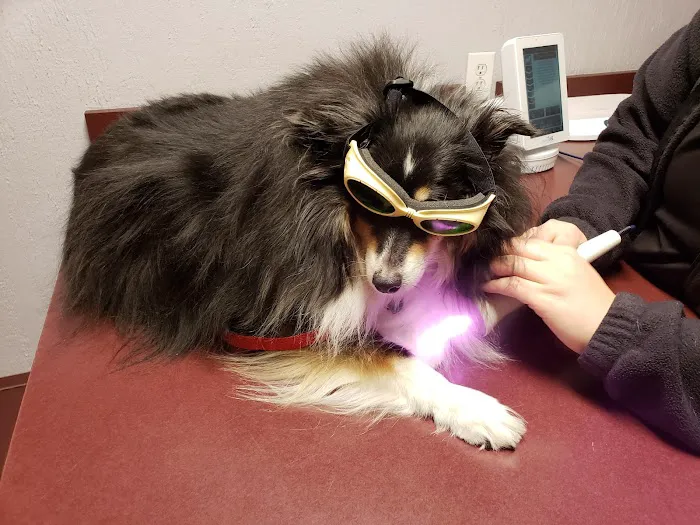 Beechwood Veterinary Clinic Picture 3