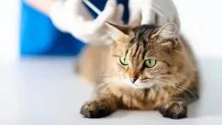 Understanding Feline Hyperthyroidism and Treatment Options for Cats