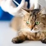 Understanding Feline Hyperthyroidism and Treatment Options for Cats