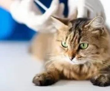 Understanding Feline Hyperthyroidism and Treatment Options for Cats