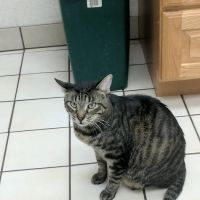 Animal Medical Center ico