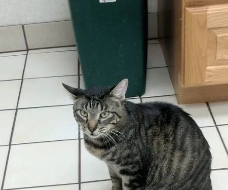 Animal Medical Center