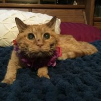 All Creatures Small Animal Hospital ico