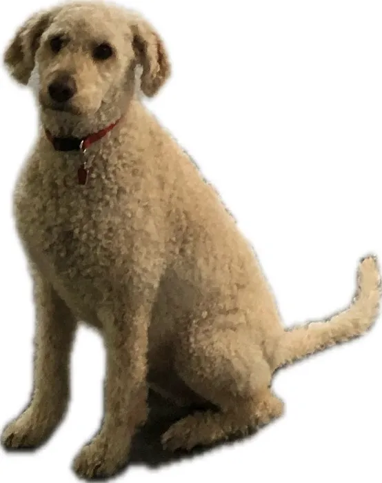 All Creatures Small Animal Hospital Picture 5