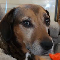 Janesville Veterinary Clinic - East ico