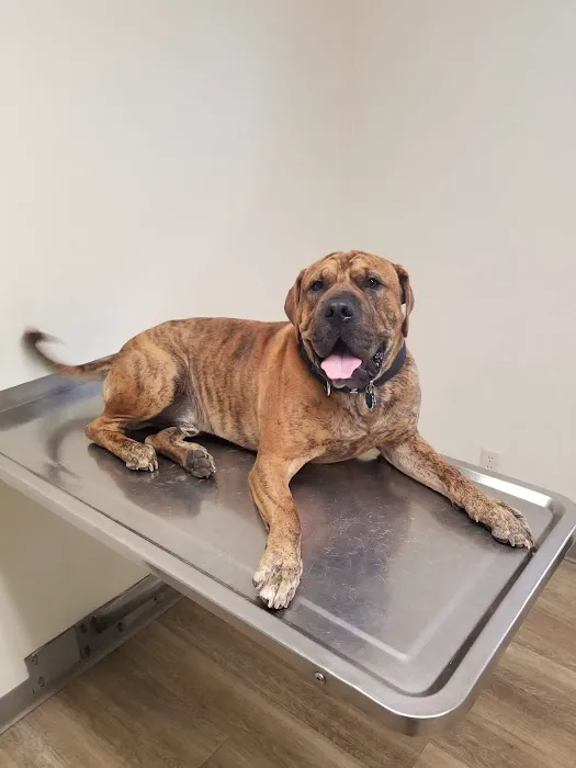 Mt. Zion Small Animal Clinic Picture 2