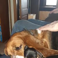Mt. Zion Small Animal Clinic ico