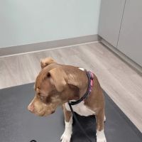 North Shore Animal Hospital ico