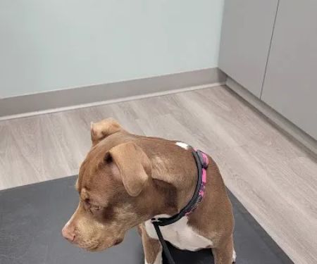North Shore Animal Hospital