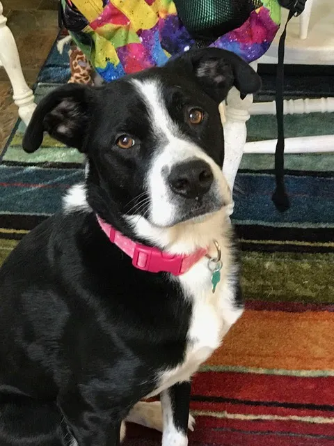 North Shore Animal Hospital Picture 10