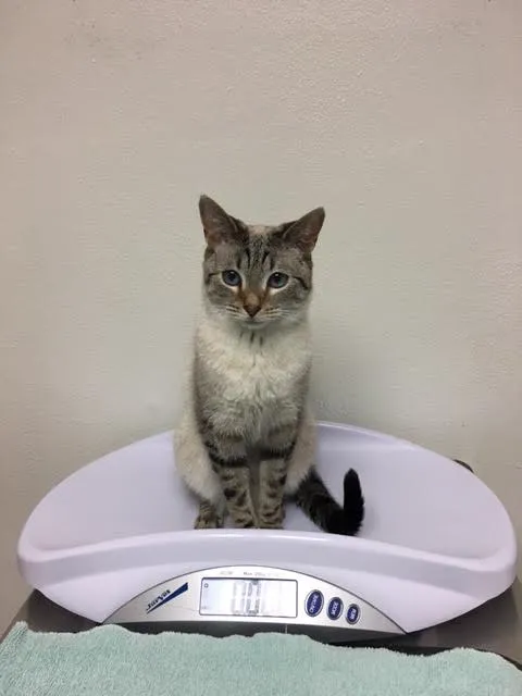 North Shore Animal Hospital Picture 9