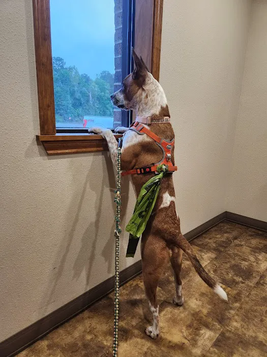 Chachere Veterinary Clinic PC Picture 4