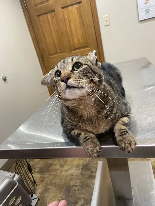 Chachere Veterinary Clinic PC Picture 2