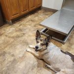 Chachere Veterinary Clinic PC