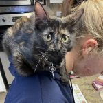 Dime Box Animal Clinic