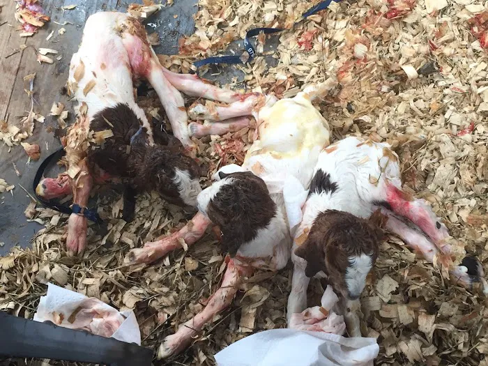 Dime Box Animal Clinic Picture 2