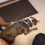 Lexington Animal Clinic
