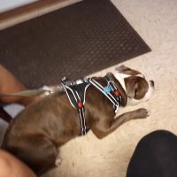 Lexington Animal Clinic ico