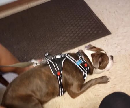 Lexington Animal Clinic