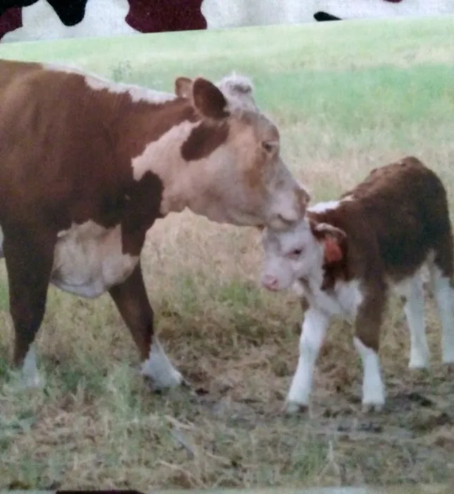 Lexington Animal Clinic Picture 5